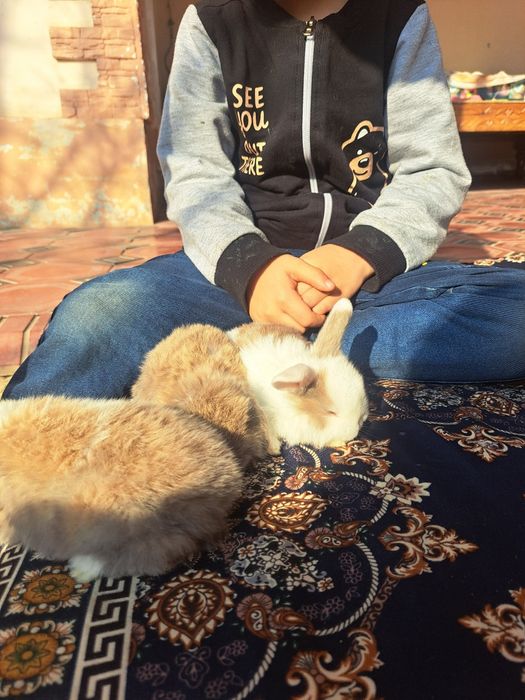 Карлик қуён болалари сотилади. Продаются карликовые крольчата.