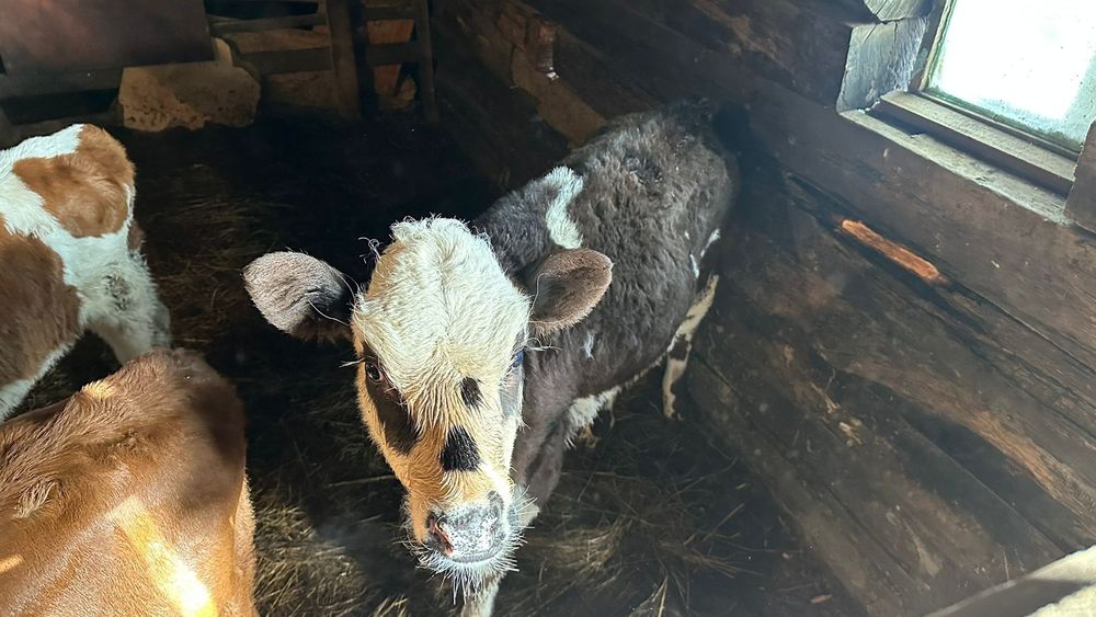 Бұзау сатылады жане