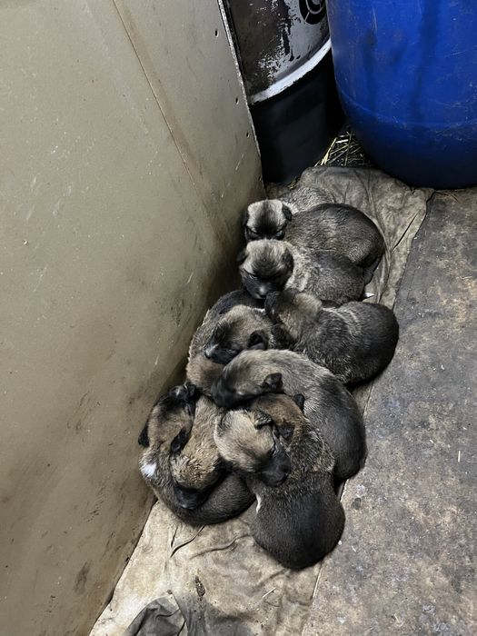 Подарявам кученца