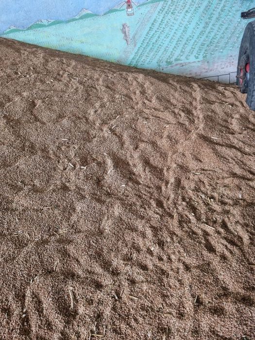 Vand triticale productie 2026 tel. 0724391940