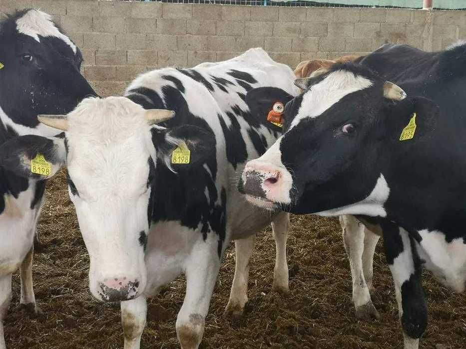 Ferma Reproductie vinde JUNINCI HOLSTEIN gestante