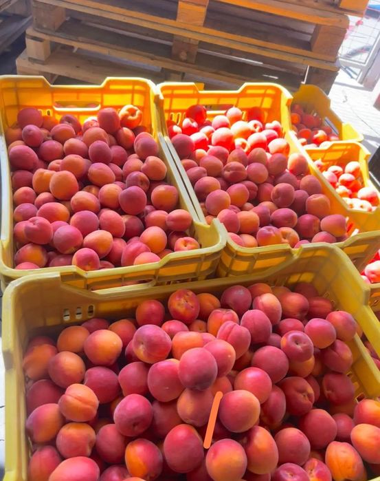 Caise de țuică pălincă