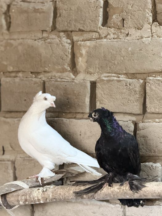 Кептер сатылады!