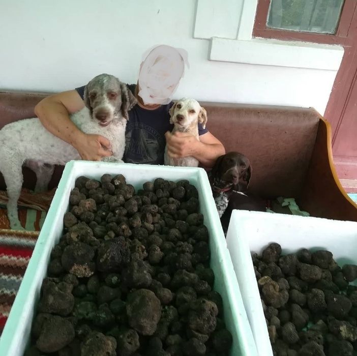 Trufe , kit bile din lemn + 50ml ulei pentru dresaj .