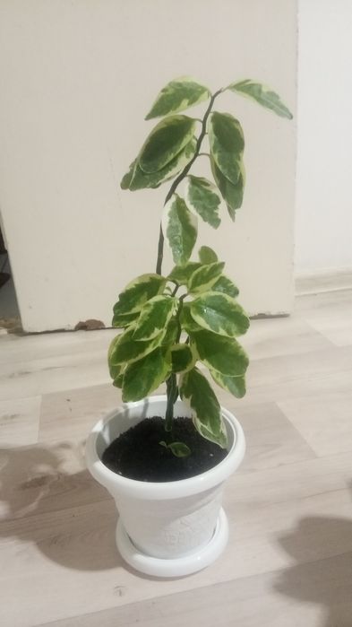 Гулдер сатылады уйде осырылетын