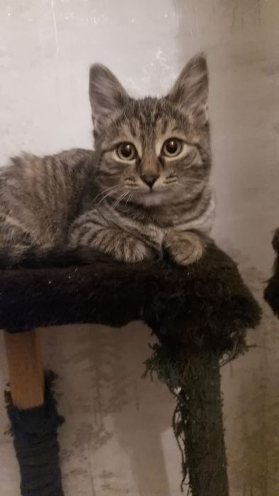 Крутая Кошка девочка в семью