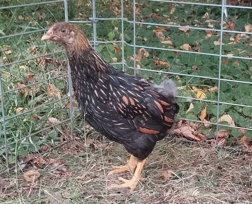Pui de gaina auriu negru