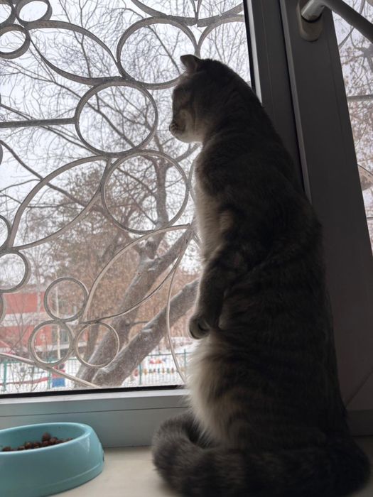 Отдам кошку в добрые руки