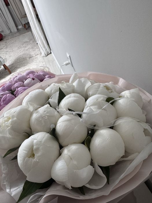 пионы голландия