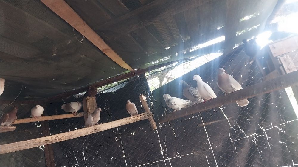 Здраствуйте,голубей продаётся оптом,15 штука,