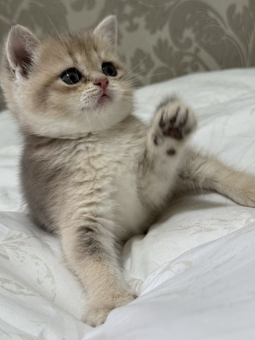 Золотая британская шиншилла ny 12