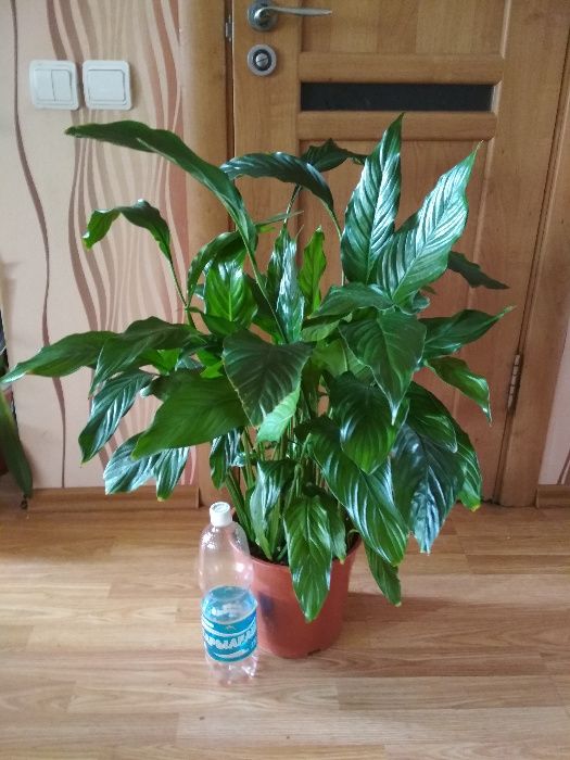 хлорофитум кудрявый бони пеларгонии цветы не дорого растения комнатные