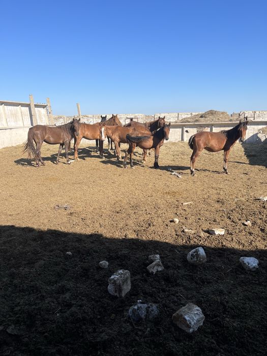 Продается хозяйство