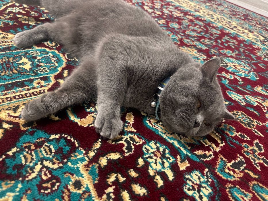 Mushuk vyazkaga  Britanski Strayt