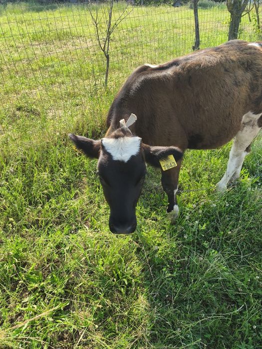 Junica și o vitea holstein