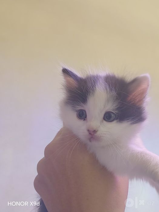 Отдам даром котята