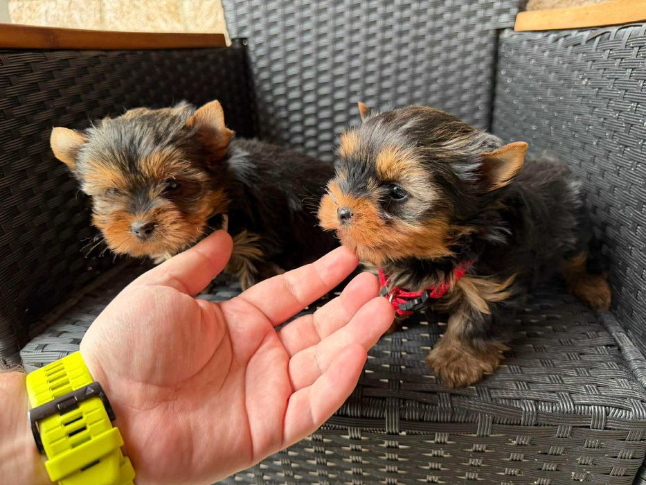 Мини Йоркширски териер