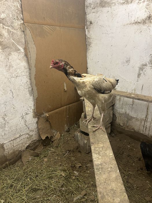 Инкубационный яйцо