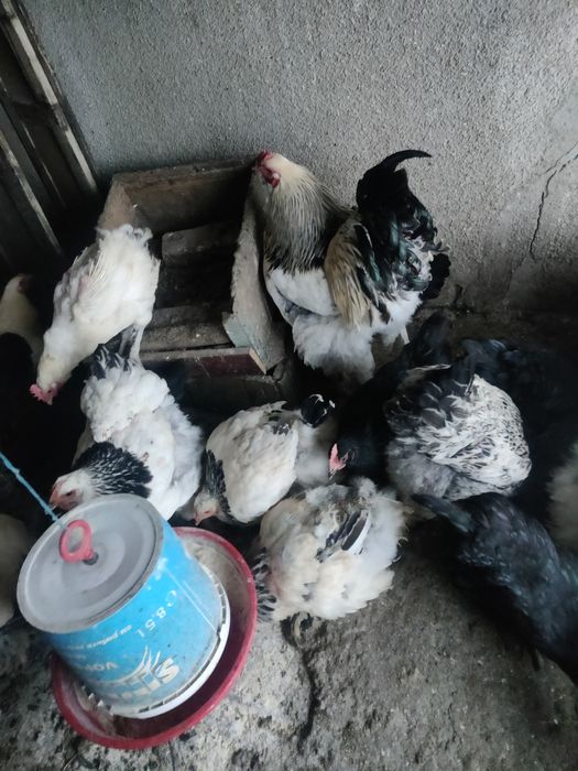 Vând brahman herminat deschis