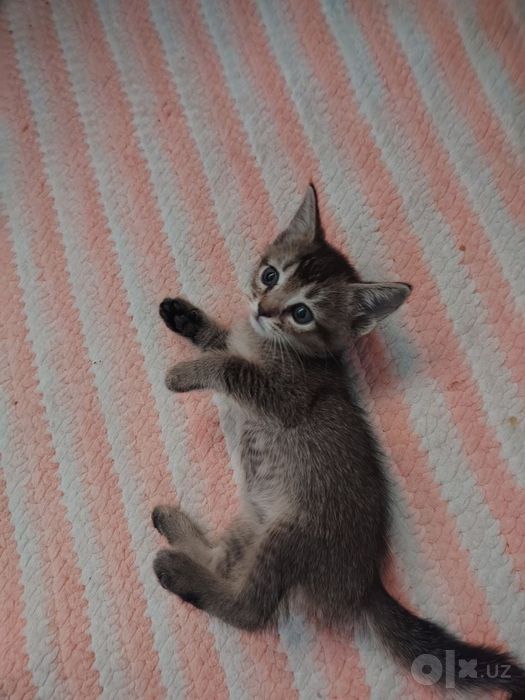 Котенок в добрый руки