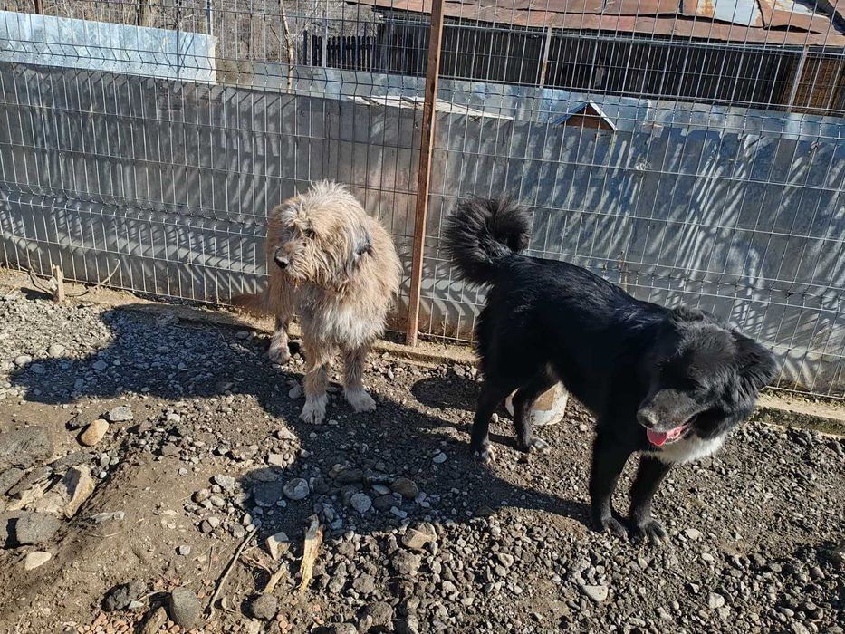 Luna, metis de ciobanesc, isi cauta casuta