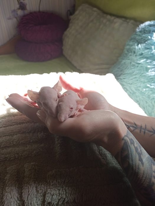 Крысы Дамбо, сфинксы