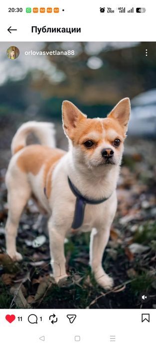 Чихуахуа ищет невесту