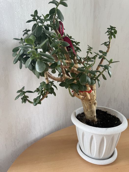 Продам комнатные цветы
