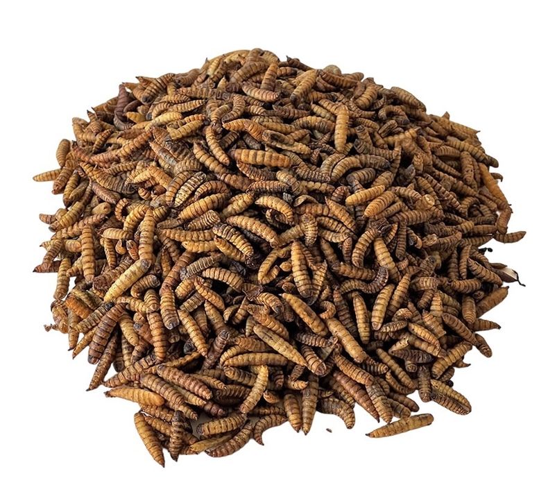 Опарышы Черная Львинка