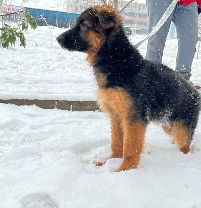 Немецкая овчарка