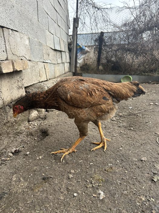 Даканка тулачкаа