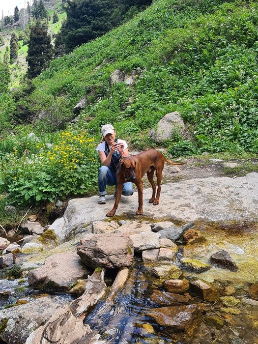Реабилитация собак через ЛФК
