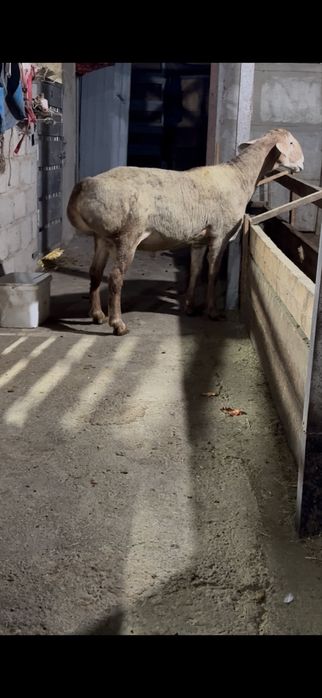 Арашан кошкар сатылады