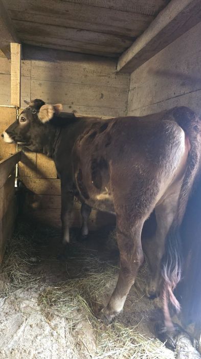 Vând juninca buna de tinut, 1 an si 8 luni