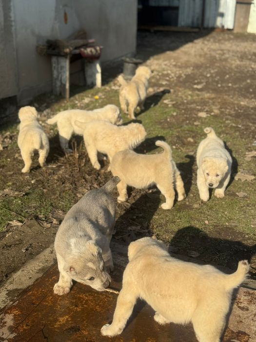 Тобет САО шенки продается