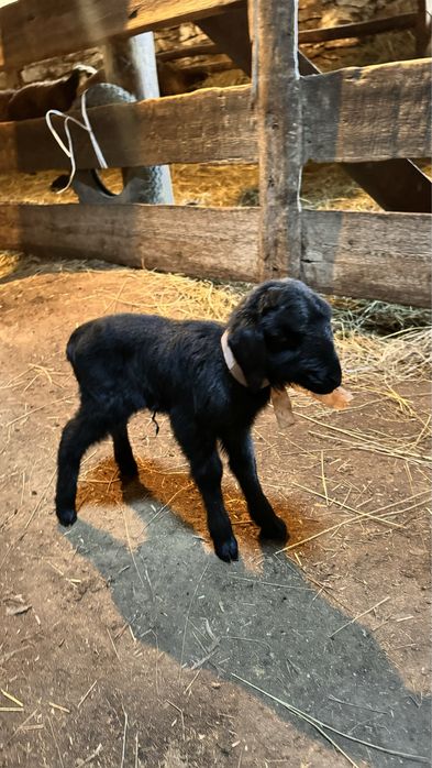 Жас туған қозылар сатылады.