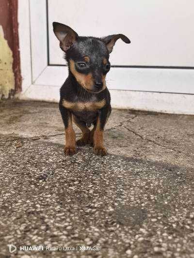 Пинчери,мъжки и женски