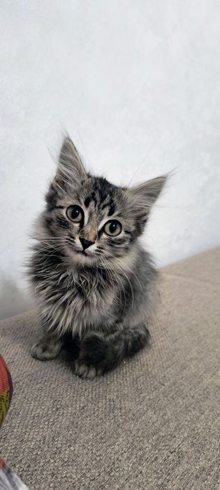 Отдам котенка Мальчик бесплатно