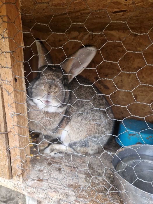 Iepuri german si uriaș german