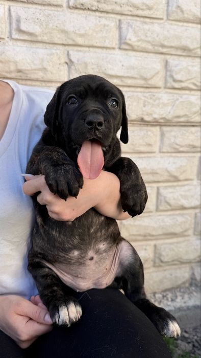 Italian Cane Corso