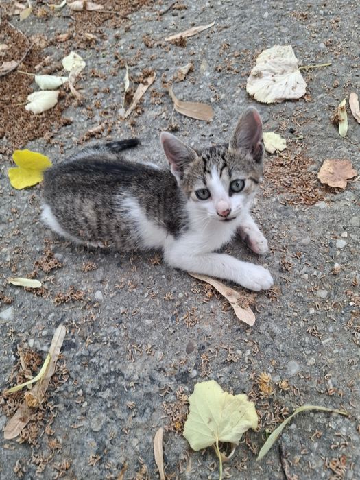 Ofer pui de pisica spre adopție