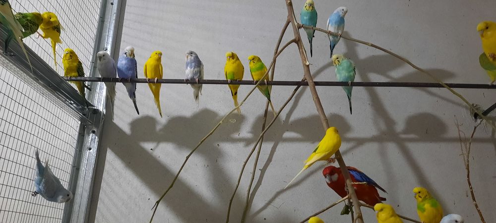 Декоративные птицы