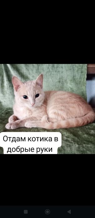 Отдам в добрые руки