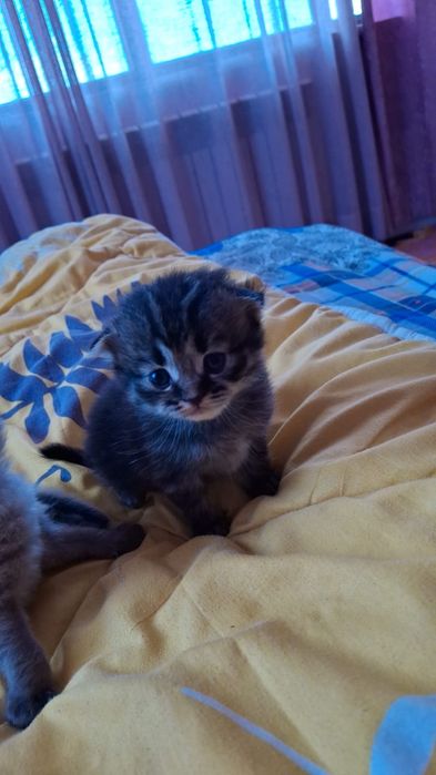 Продается котята