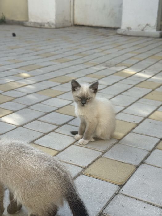 Отдам котов в добрые руки!