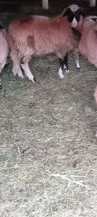 Vând berbecuț sau schimb