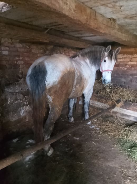 Vând sau schimb o iapa de 5 ani