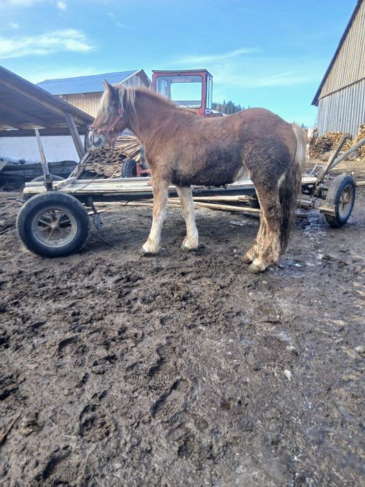 Vand manz de 2 ani jumate