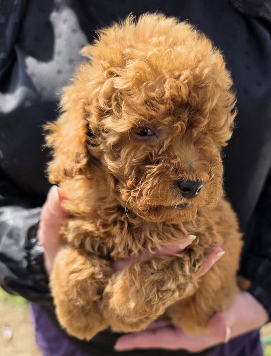Той пудел Toy Poodle