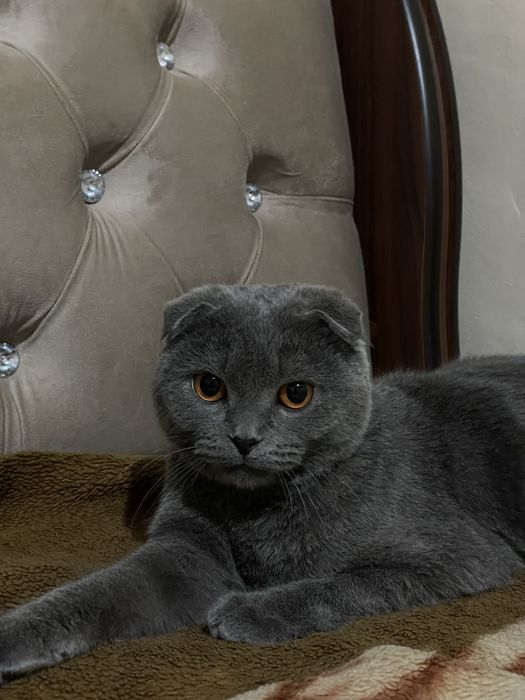 Britanski mushuk viyaskaga beriladi